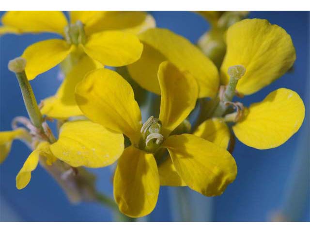 Erysimum asperum (Western wallflower) #63104