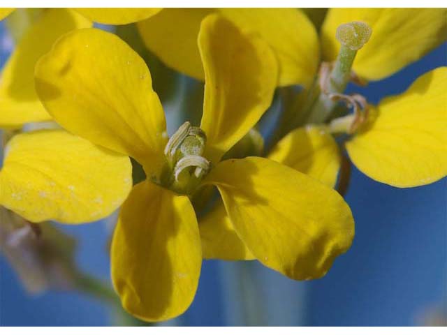 Erysimum asperum (Western wallflower) #63105