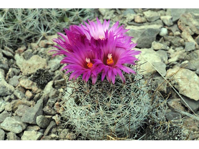 Escobaria vivipara var. vivipara (Spinystar) #63196