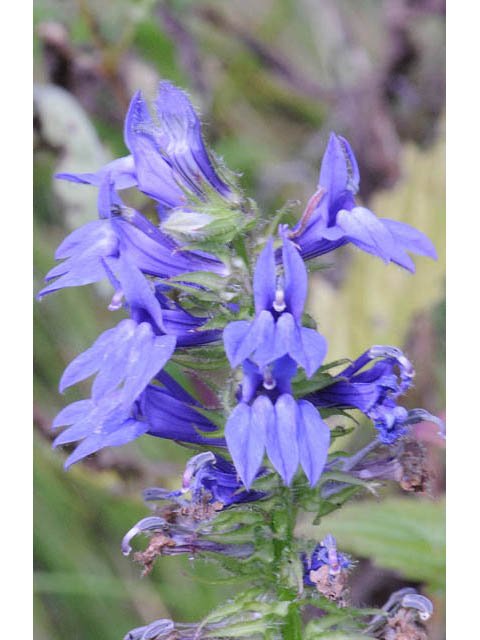 Lobelia siphilitica (Great blue lobelia) #63307