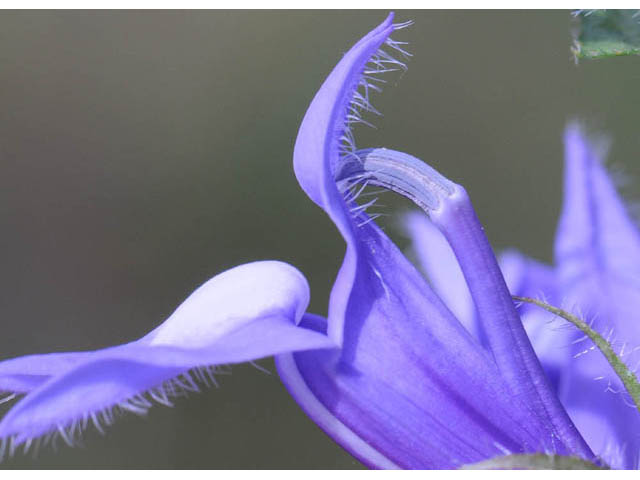 Lobelia siphilitica (Great blue lobelia) #63312