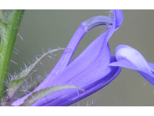 Lobelia siphilitica (Great blue lobelia) #63314