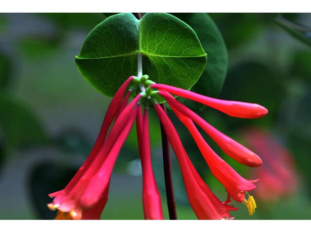 Lonicera sempervirens (Coral honeysuckle) #63330