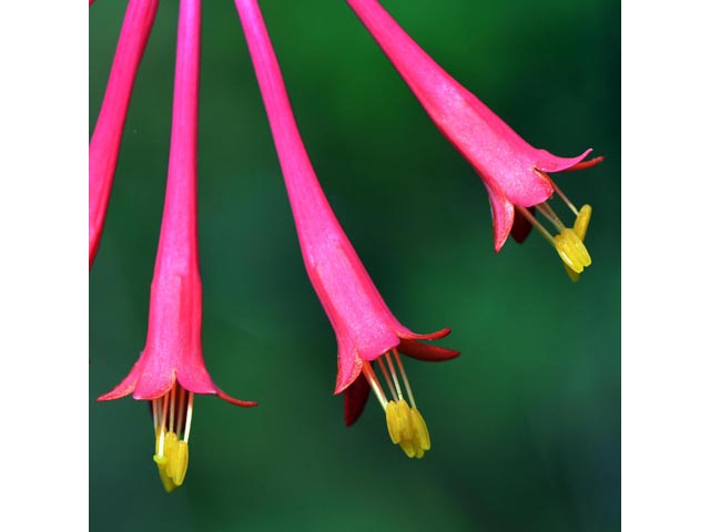 Lonicera sempervirens (Coral honeysuckle) #63337