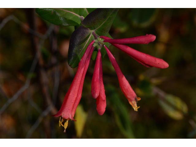 Lonicera sempervirens (Coral honeysuckle) #63361