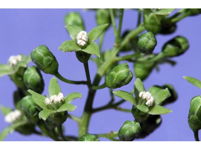 Celastrus scandens (American bittersweet) #63399