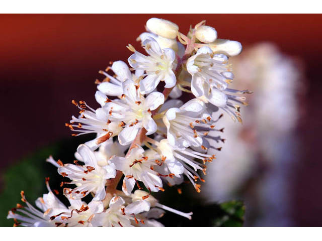 Clethra alnifolia (Coastal pepperbush) #63520