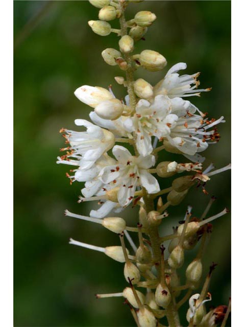 Clethra alnifolia (Coastal pepperbush) #63536