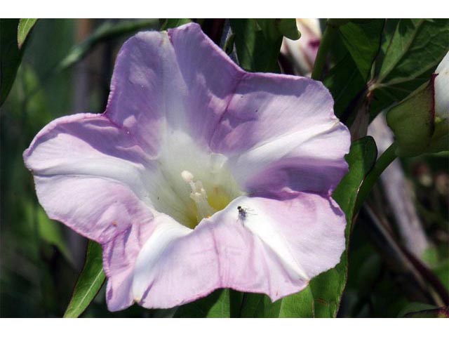 Calystegia spithamaea ssp. spithamaea (Low false bindweed) #63558