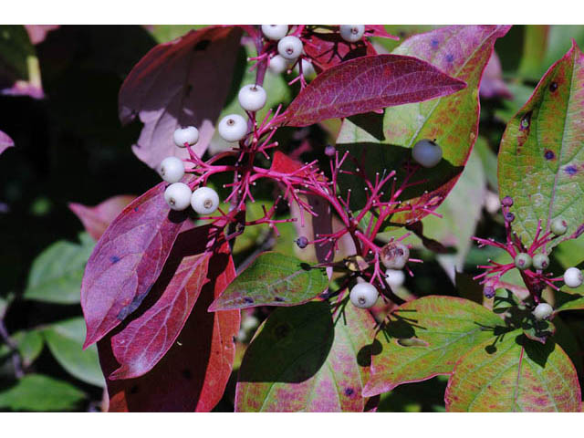 Cornus racemosa (Gray dogwood) #63646