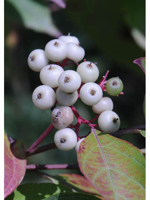 Cornus racemosa (Gray dogwood) #63655