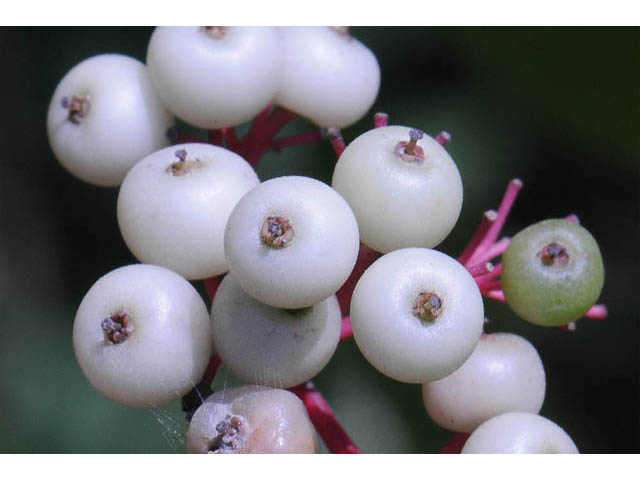 Cornus racemosa (Gray dogwood) #63656