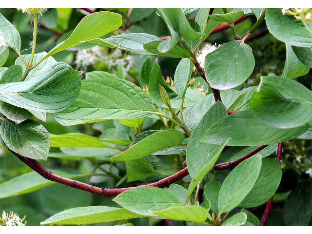 Cornus sericea ssp. sericea (Redosier dogwood) #63659