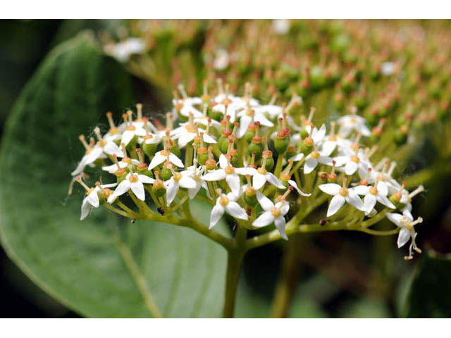 Cornus sericea ssp. sericea (Redosier dogwood) #63663