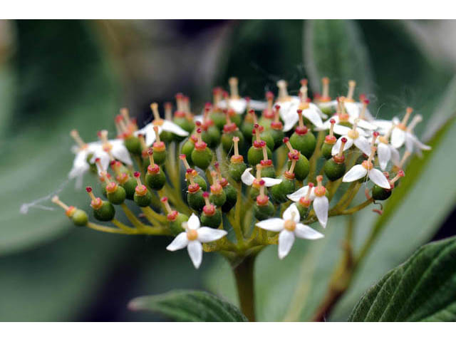 Cornus sericea ssp. sericea (Redosier dogwood) #63665