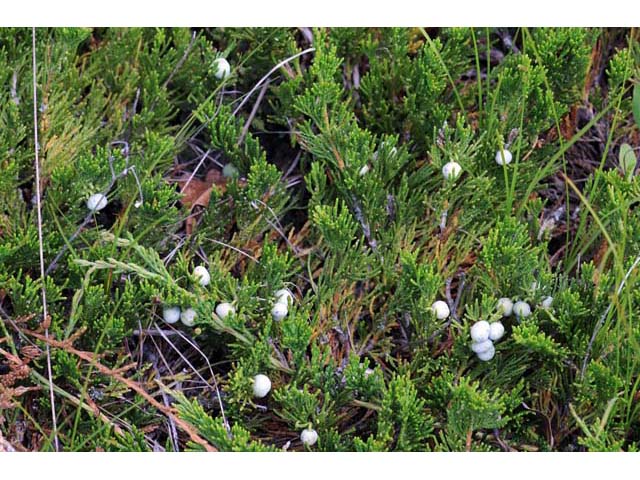 Juniperus horizontalis (Creeping juniper) #63724