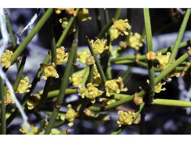 Ephedra nevadensis (Nevada jointfir) #64556