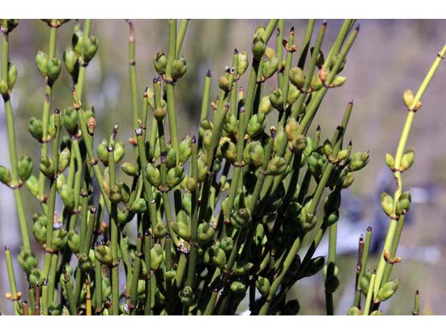 Ephedra nevadensis (Nevada jointfir) #64568