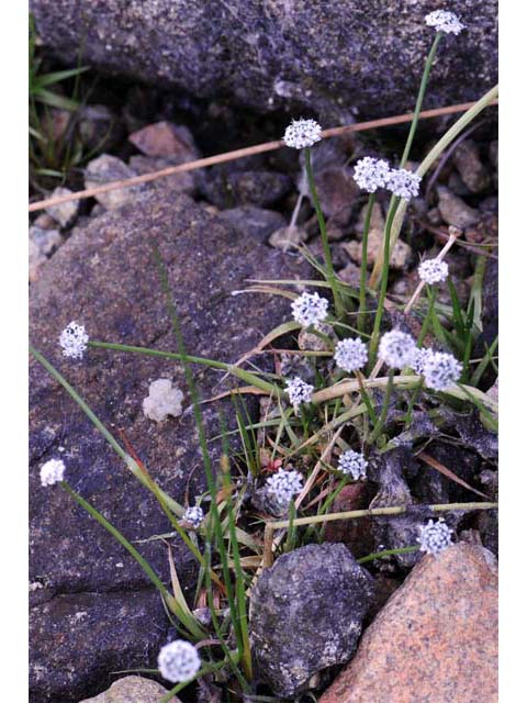 Eriocaulon aquaticum (Seven-angle pipewort) #64599