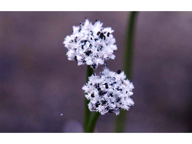 Eriocaulon aquaticum (Seven-angle pipewort) #64605