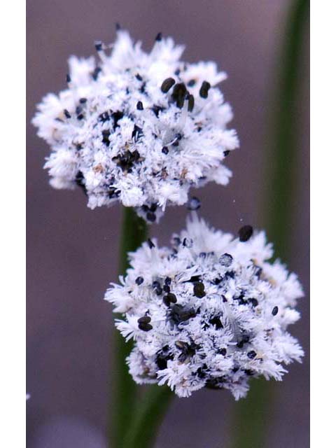 Eriocaulon aquaticum (Seven-angle pipewort) #64606