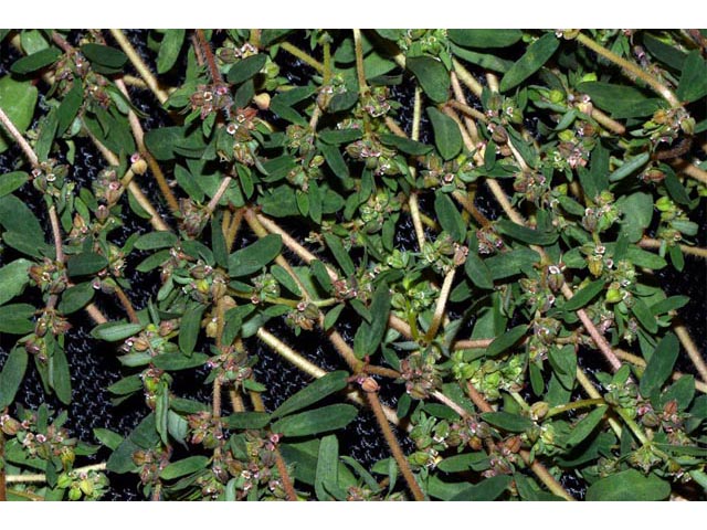 Chamaesyce maculata (Spotted spurge) #64610