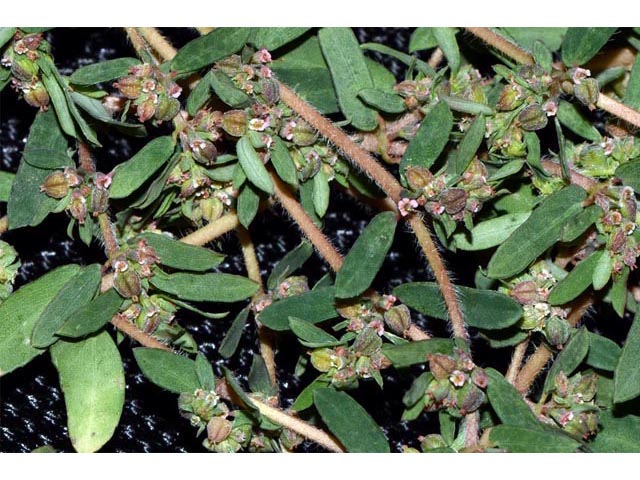 Chamaesyce maculata (Spotted spurge) #64611