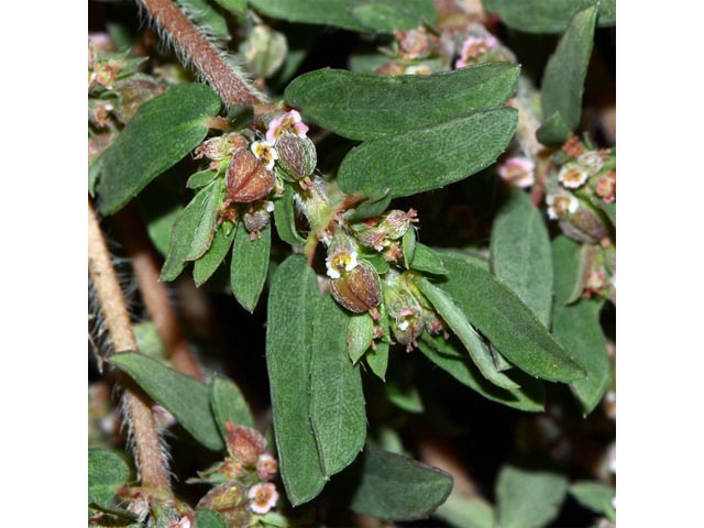 Chamaesyce maculata (Spotted spurge) #64612