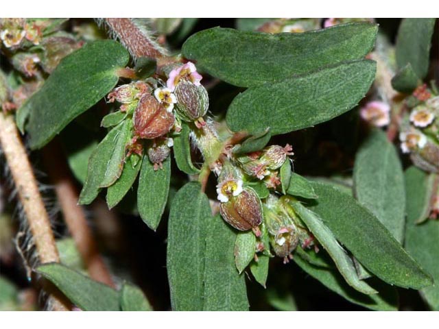 Chamaesyce maculata (Spotted spurge) #64613