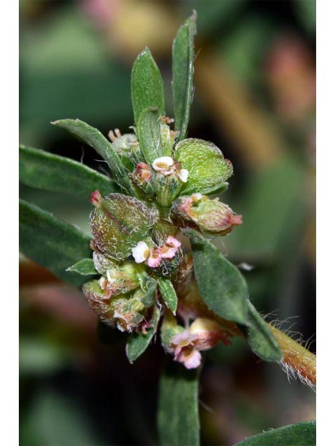 Chamaesyce maculata (Spotted spurge) #64620