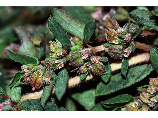 Chamaesyce maculata (Spotted spurge) #64623