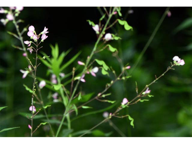 Desmodium glutinosum (Pointedleaf ticktrefoil) #64724