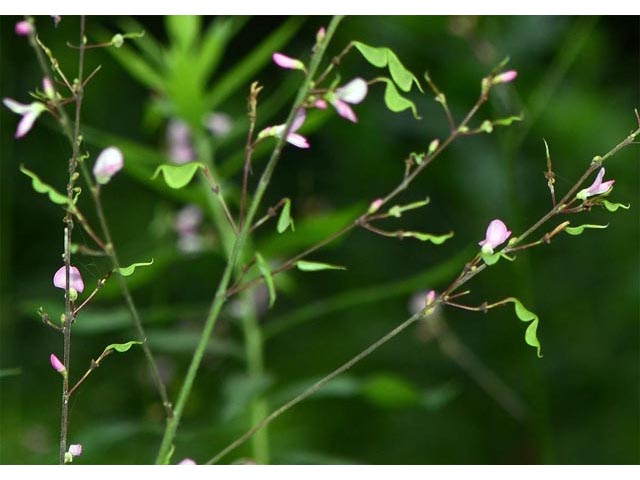 Desmodium glutinosum (Pointedleaf ticktrefoil) #64725