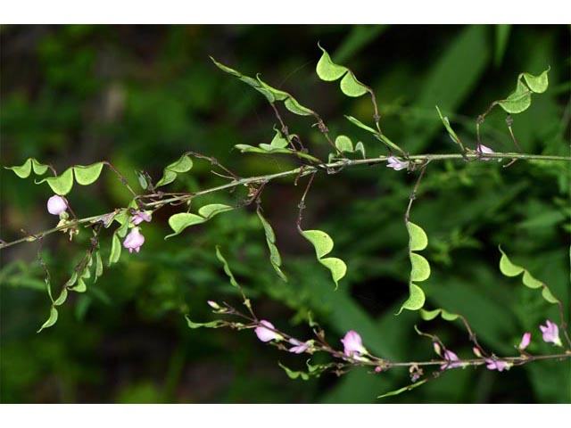 Desmodium glutinosum (Pointedleaf ticktrefoil) #64726