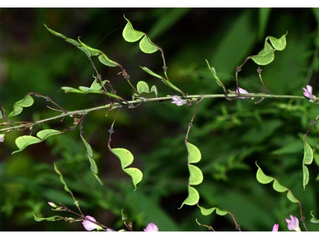 Desmodium glutinosum (Pointedleaf ticktrefoil) #64727