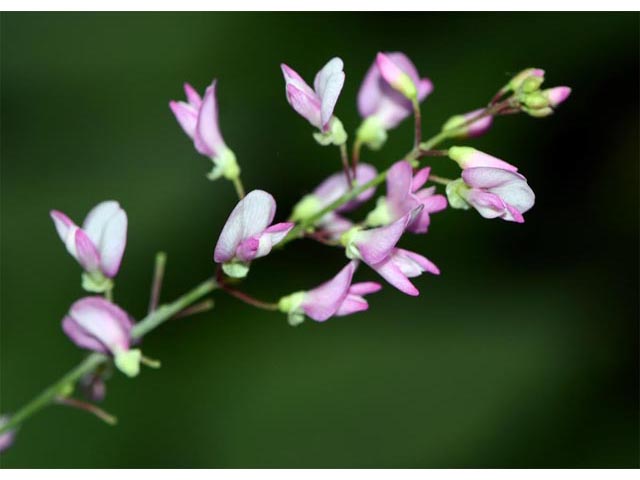 Desmodium glutinosum (Pointedleaf ticktrefoil) #64728