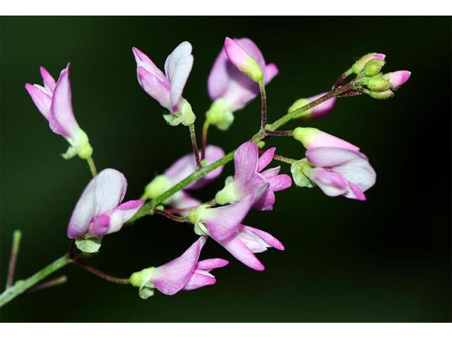 Desmodium glutinosum (Pointedleaf ticktrefoil) #64729