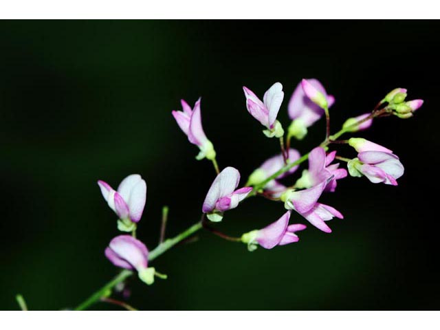 Desmodium glutinosum (Pointedleaf ticktrefoil) #64730