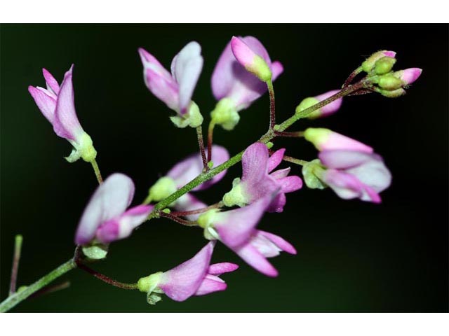 Desmodium glutinosum (Pointedleaf ticktrefoil) #64731