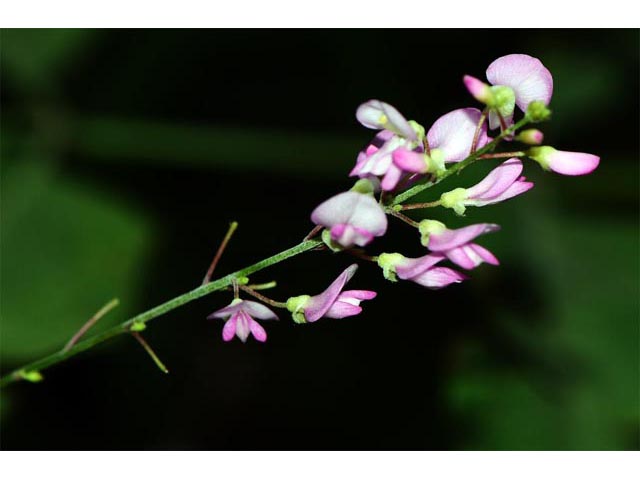 Desmodium glutinosum (Pointedleaf ticktrefoil) #64732