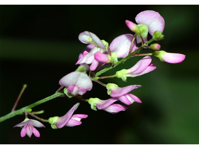 Desmodium glutinosum (Pointedleaf ticktrefoil) #64733