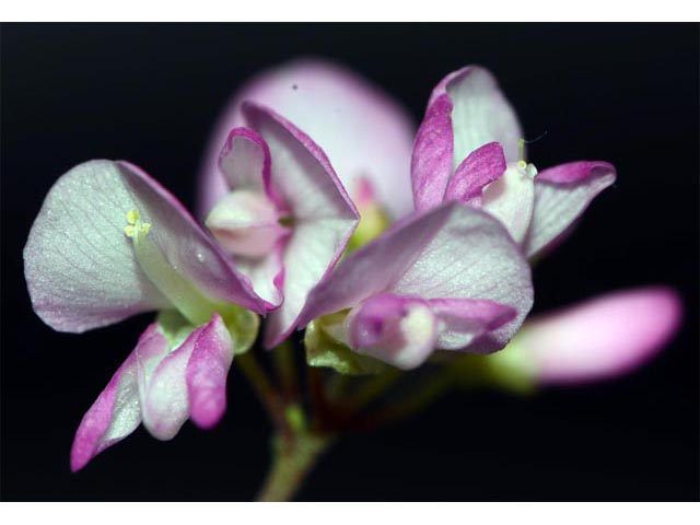 Desmodium glutinosum (Pointedleaf ticktrefoil) #64734