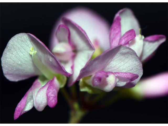 Desmodium glutinosum (Pointedleaf ticktrefoil) #64735