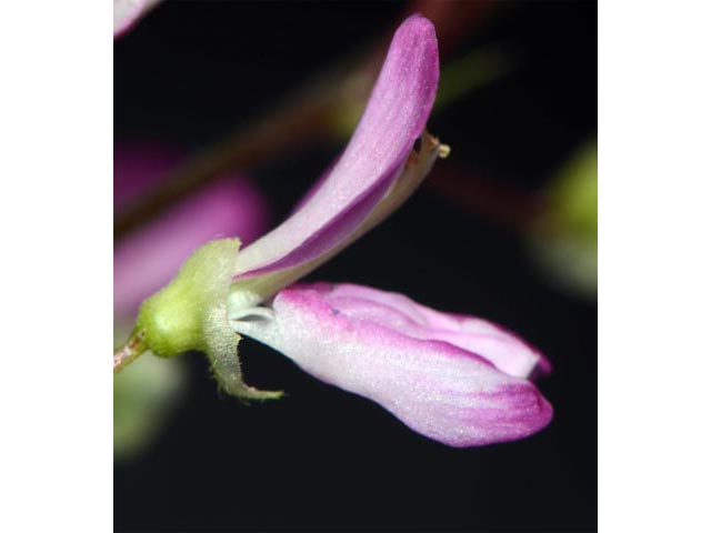 Desmodium glutinosum (Pointedleaf ticktrefoil) #64736