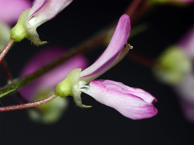 Desmodium glutinosum (Pointedleaf ticktrefoil) #64737