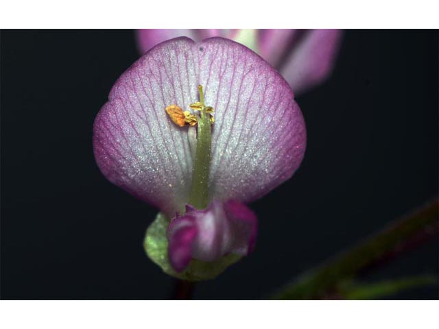 Desmodium glutinosum (Pointedleaf ticktrefoil) #64738