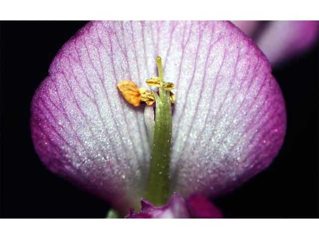 Desmodium glutinosum (Pointedleaf ticktrefoil) #64739