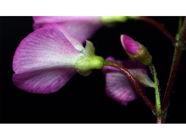 Desmodium glutinosum (Pointedleaf ticktrefoil) #64740