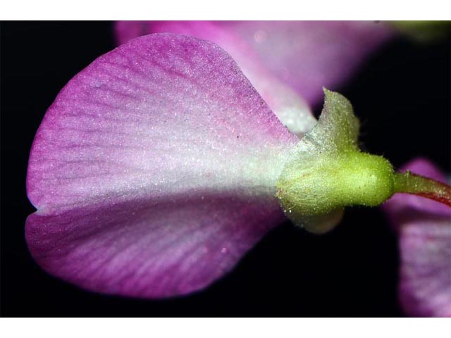 Desmodium glutinosum (Pointedleaf ticktrefoil) #64741