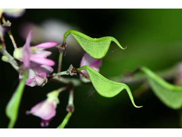 Desmodium glutinosum (Pointedleaf ticktrefoil) #64742